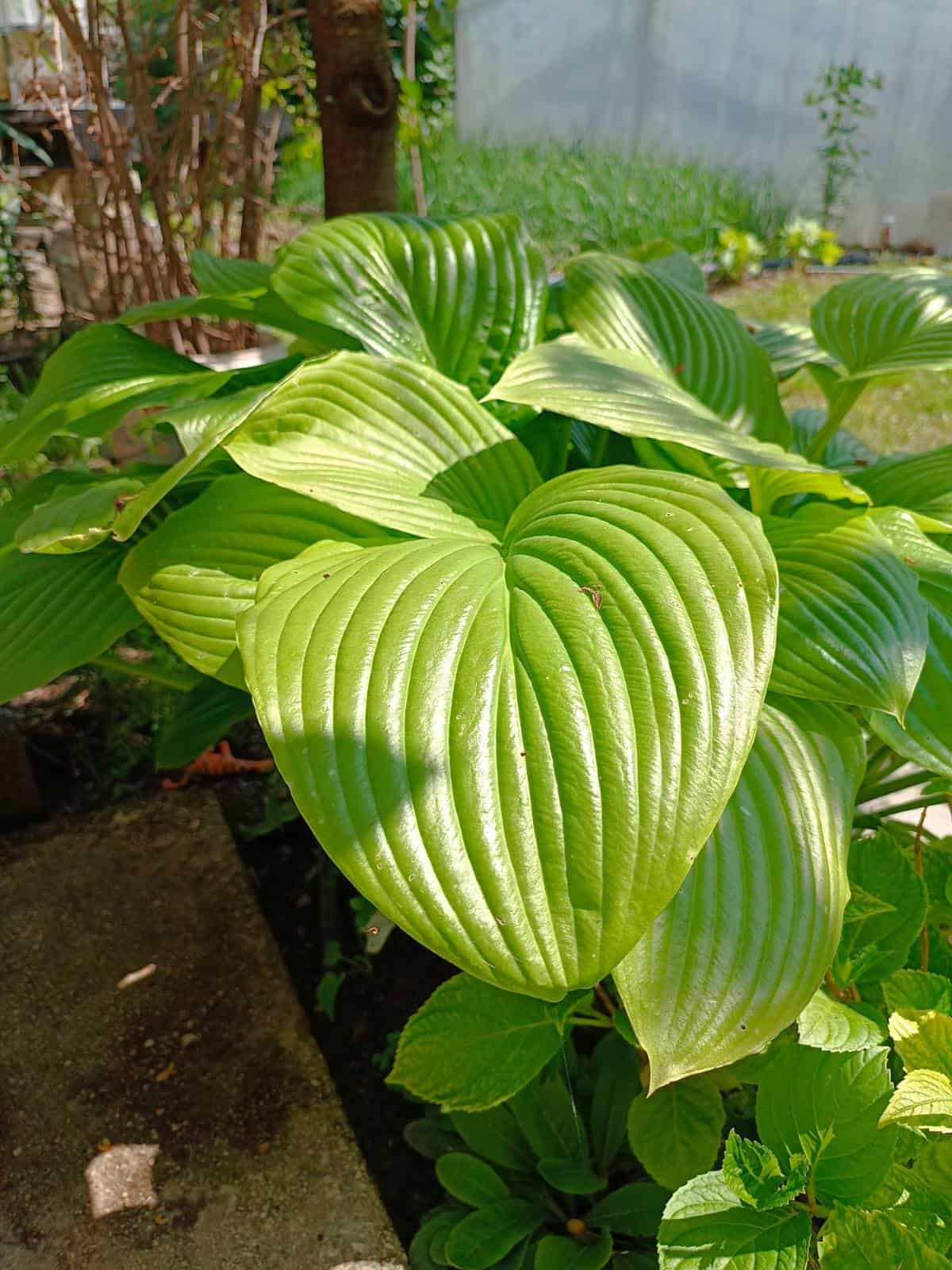 Hosta