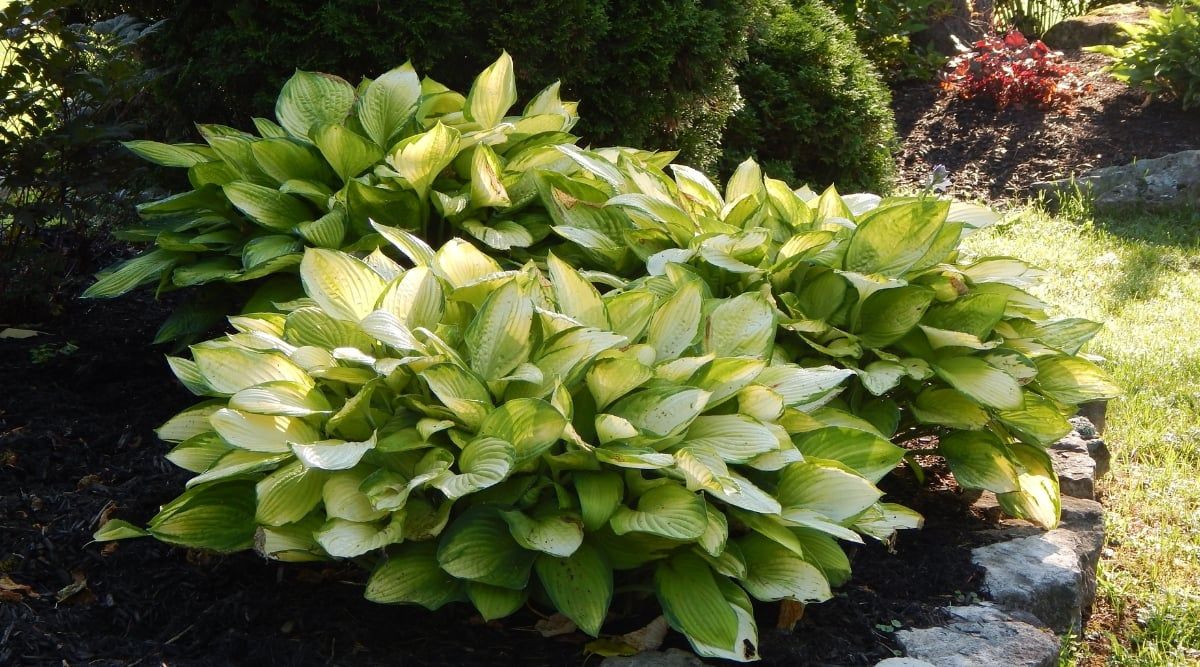 Hosta