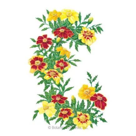 Illustration of French Marigolds in a C formation with blooms showing off vivid yellows and reds