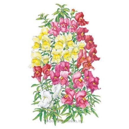 Illustration of flowering snapdragons with different-colored blooms with yellow stamens and thing leaves with smooth edges