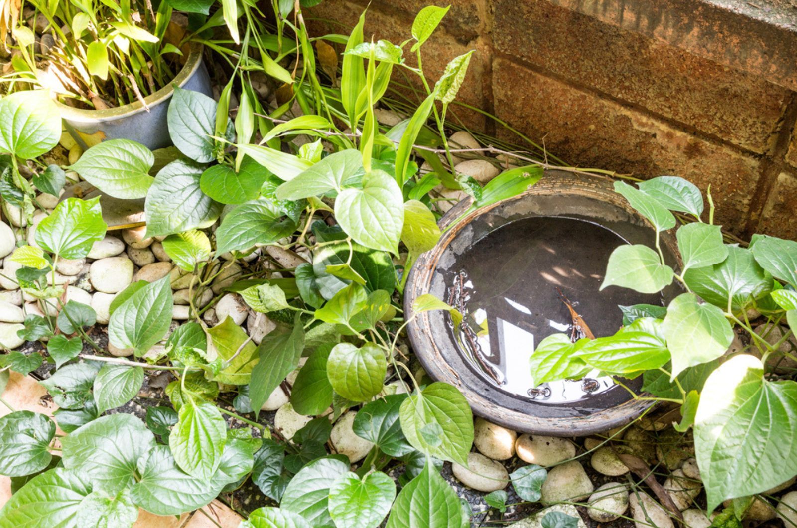 Jede Art von stehendem Wasser aus dem Garten entfernen