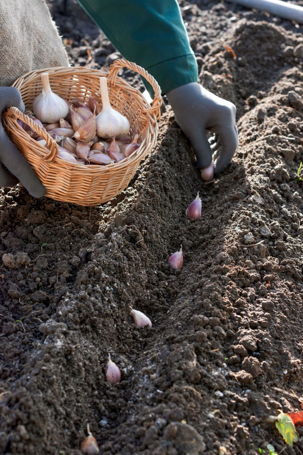 Knoblauch ernten im frühen Frühling ist möglich!