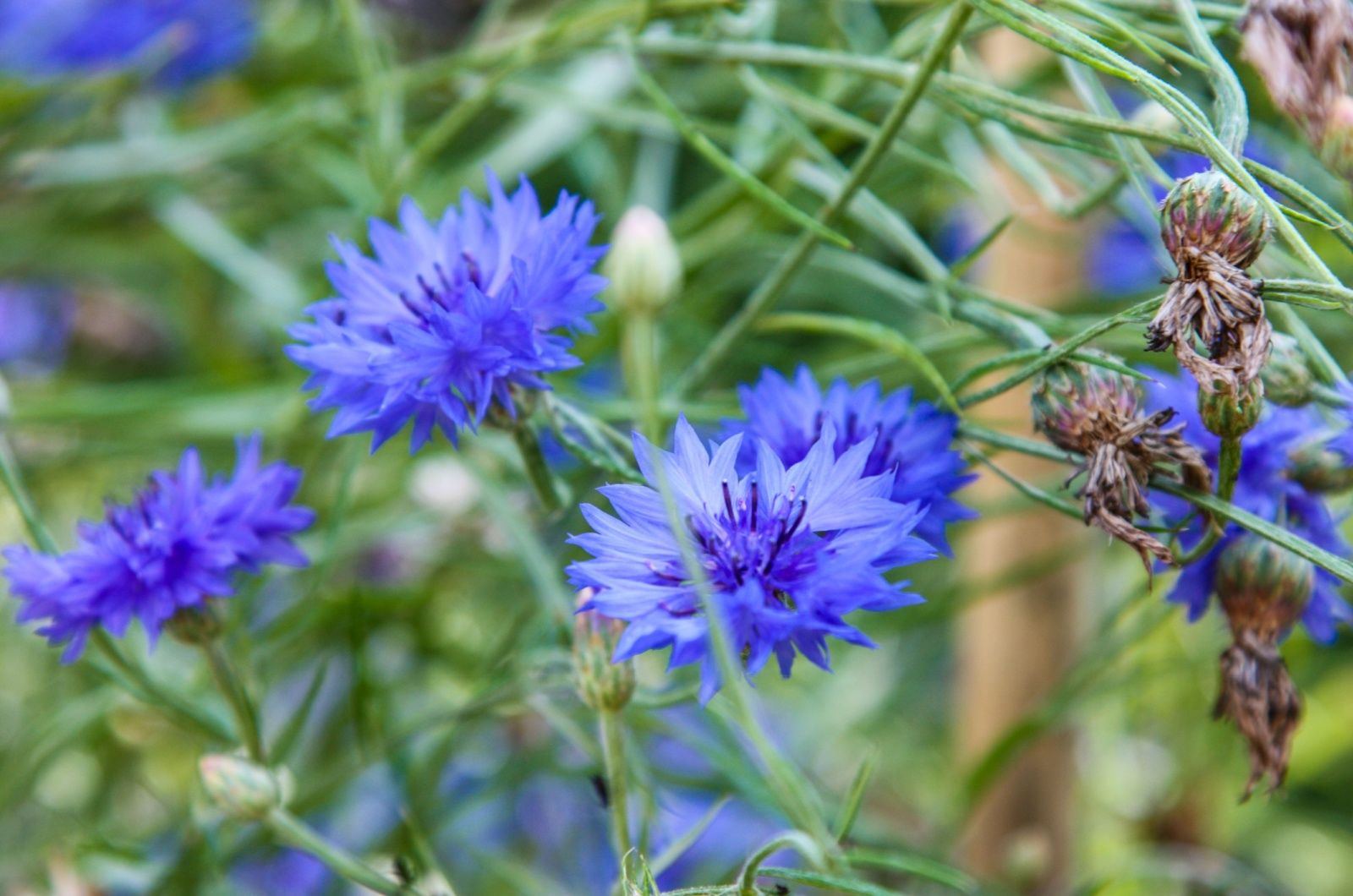 Kornblumen für wiesenähnliche Gärten