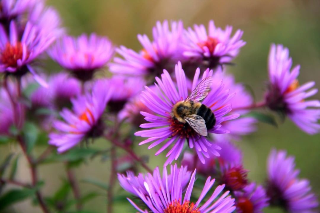 Lade Bestäuber, die Kinder lieben, in deinen Garten ein, indem du Astern anpflanzt