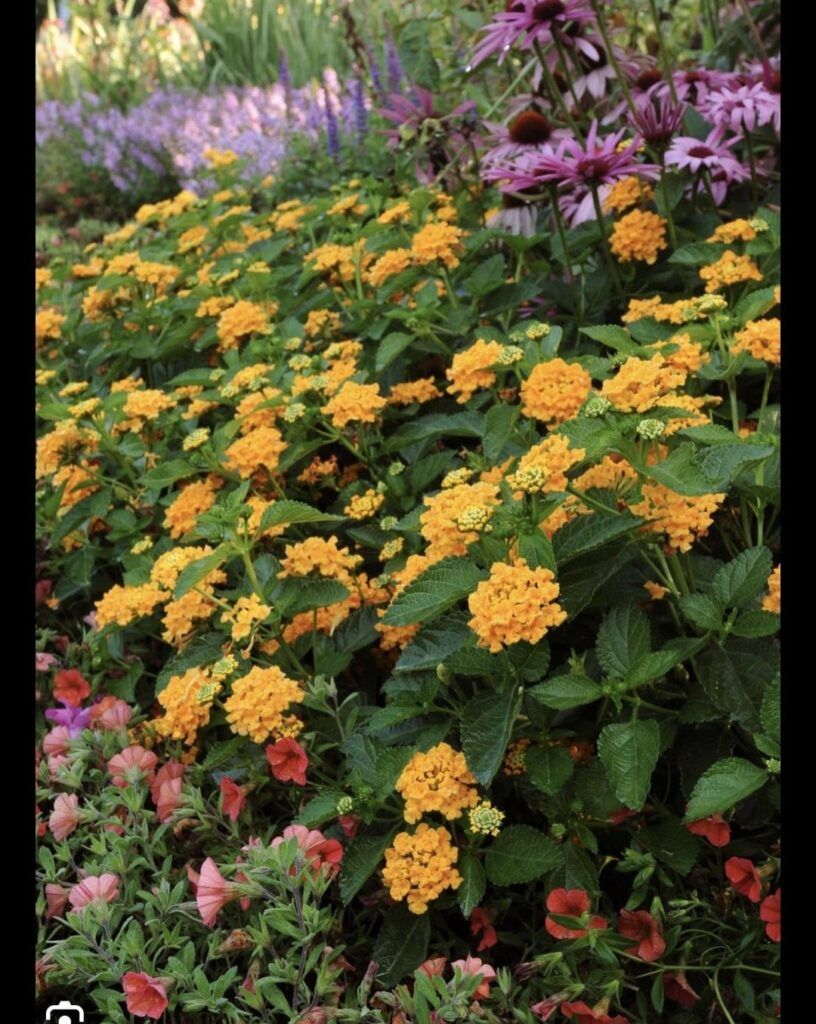 Lantana kann einfach dein Favorit werden