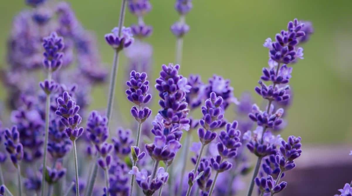 Lavendel