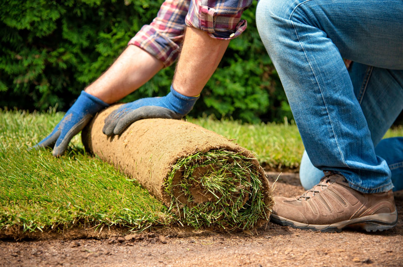 Laying down new sod