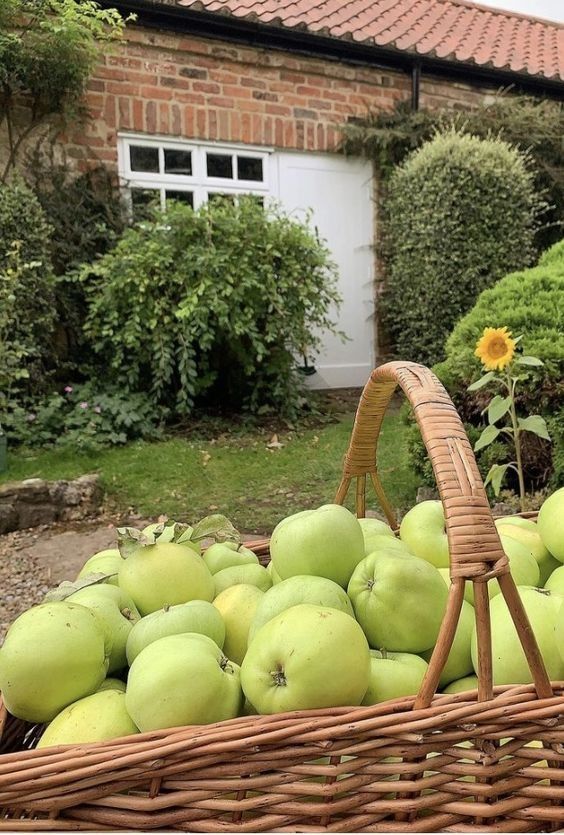 Leckere Früchte sollten bis zum Schluss geerntet werden