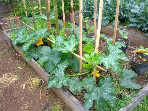 Lerne , wie man Zucchini vertikal anbaut, um Platz zu sparen und unbegrenzt zu ernten. Das ist toll für die Terrasse, den Balkon oder einen Mini-Hinterhof!