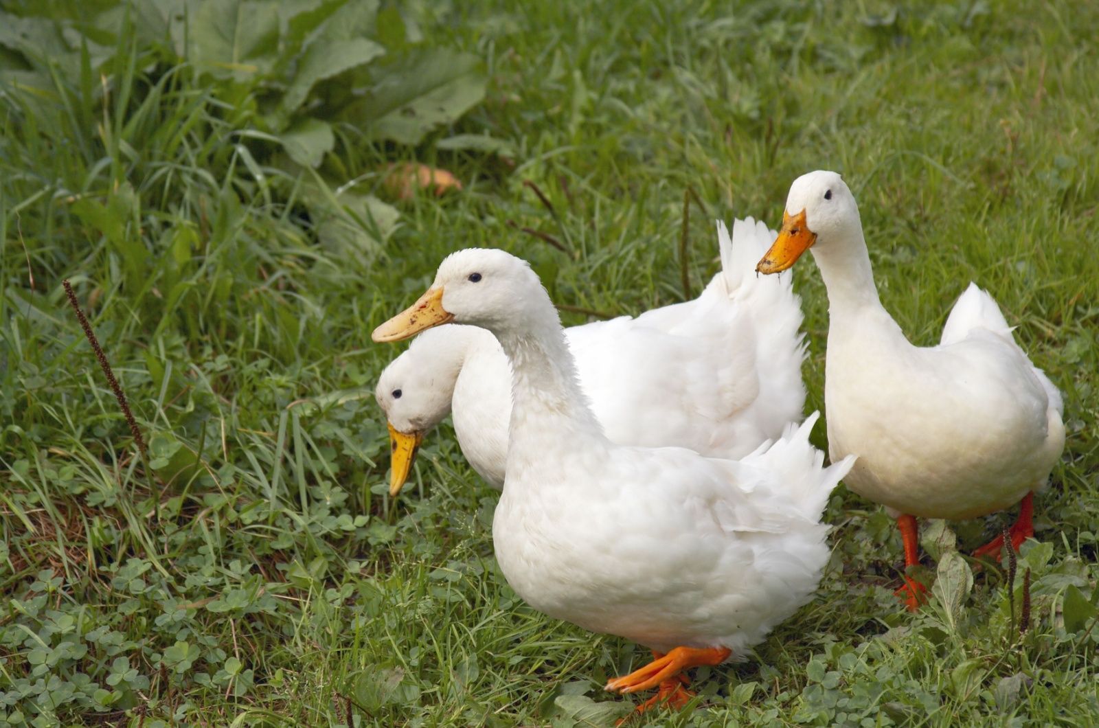 Mit Enten Kakerlaken loswerden und Charme zeigen