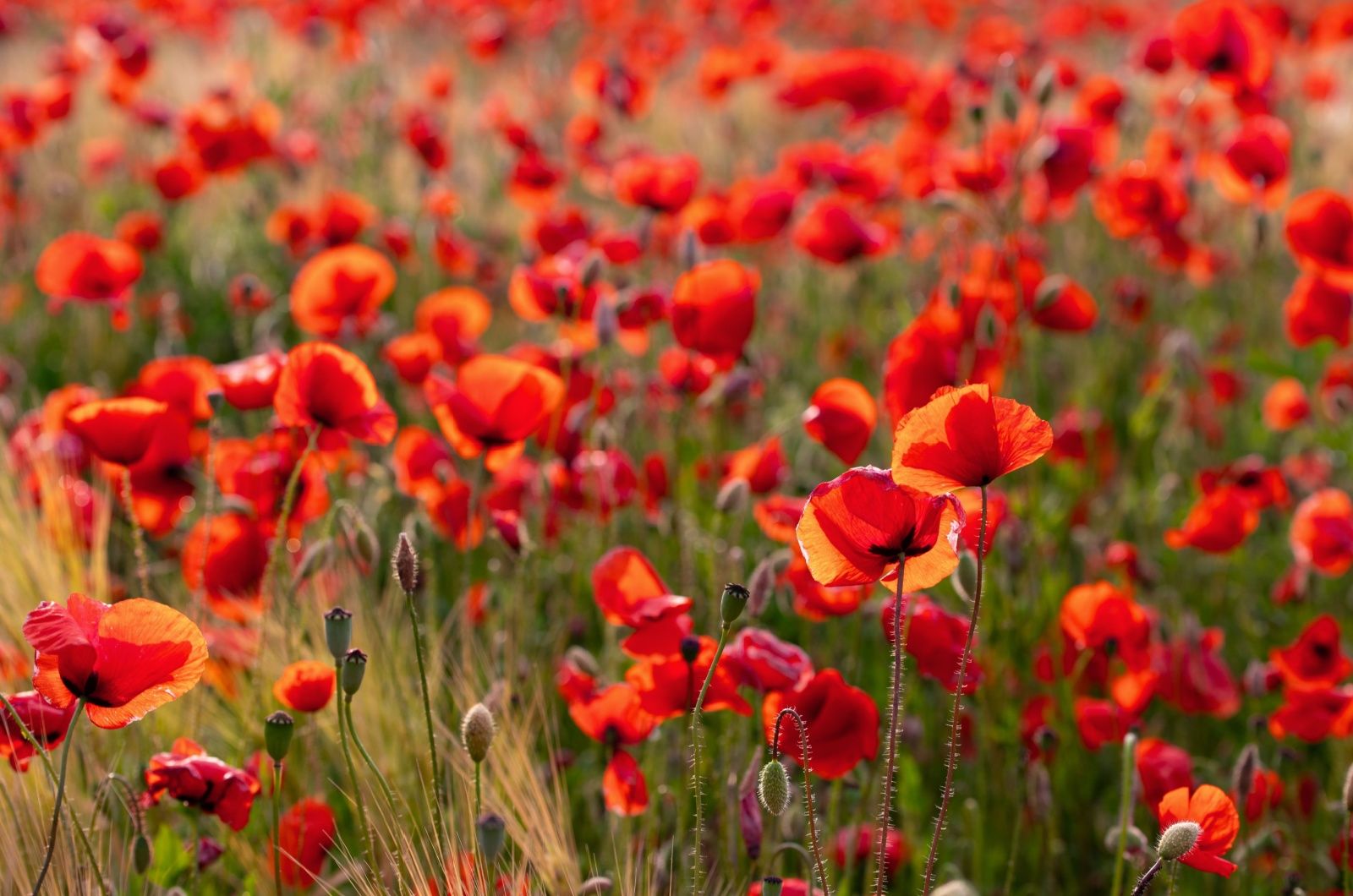 Mit Mohnblumen einen Farbklecks setzen