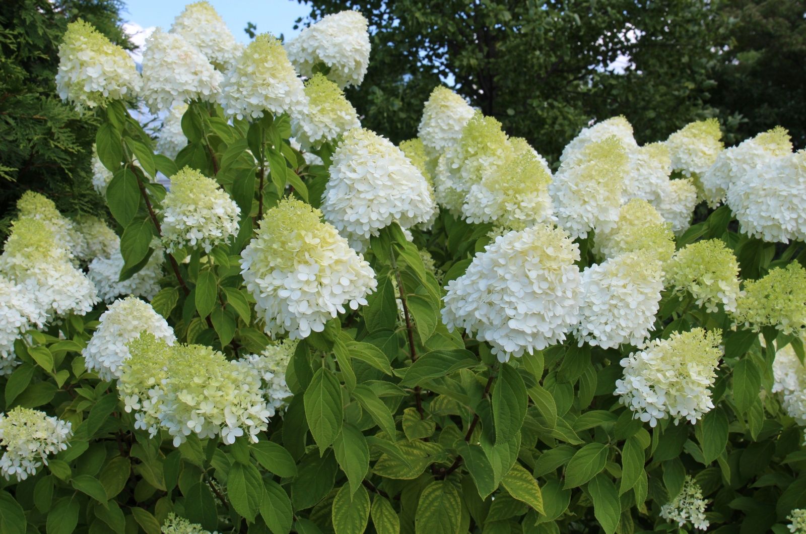 Mit der Hortensie 'Limelight' gehst du einen langen Weg