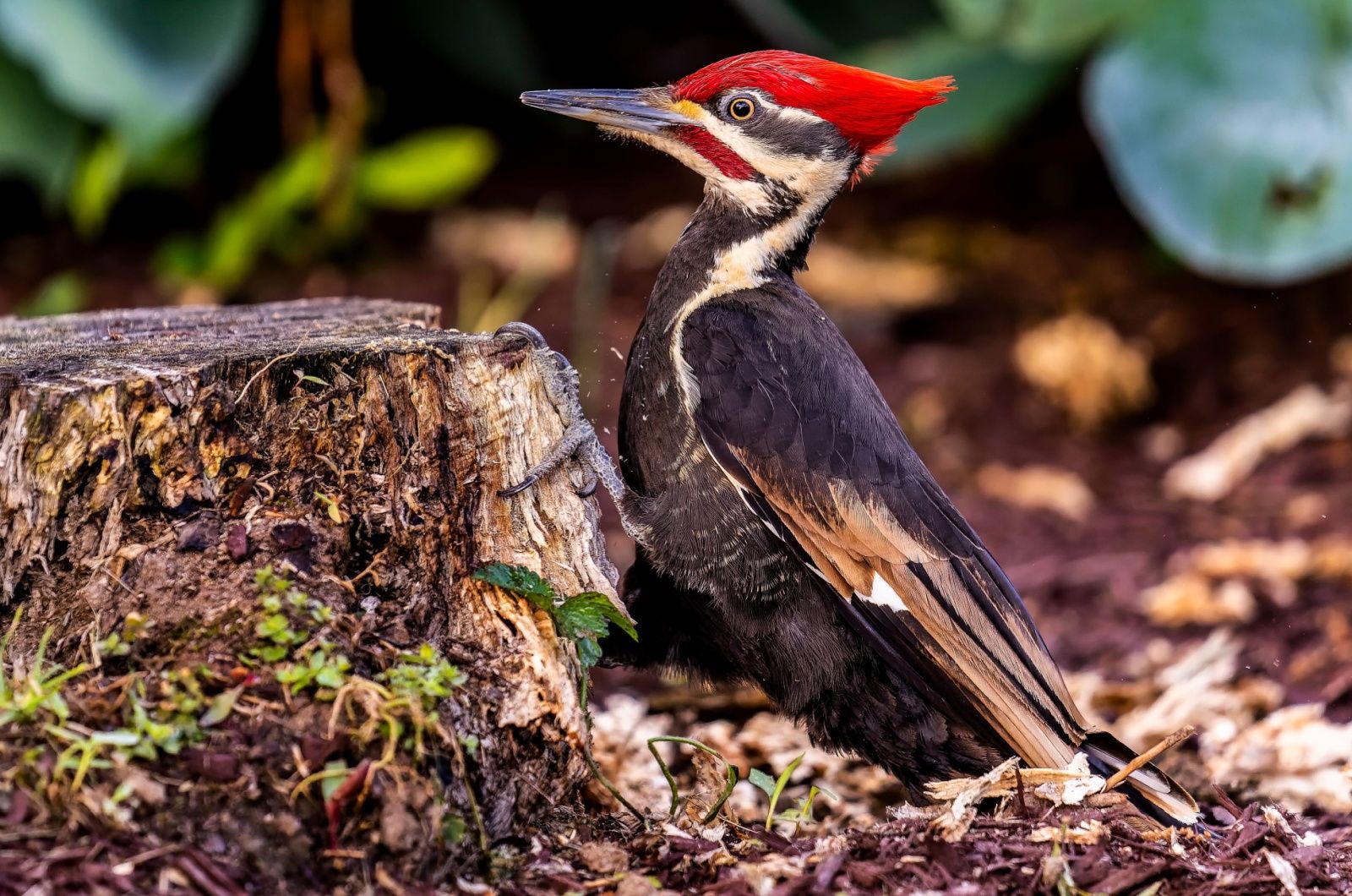 Pileated Woodpeckers können Schaben wegpicken