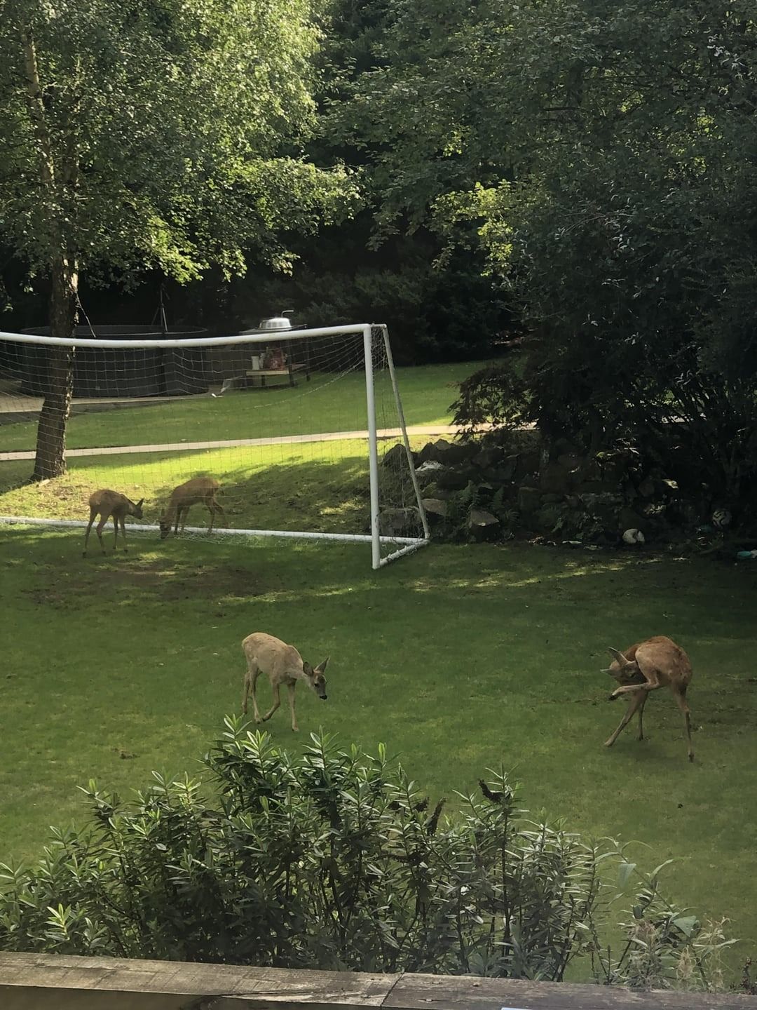 Plastikrasen kann die Tierwelt in deinem Garten beeinträchtigen