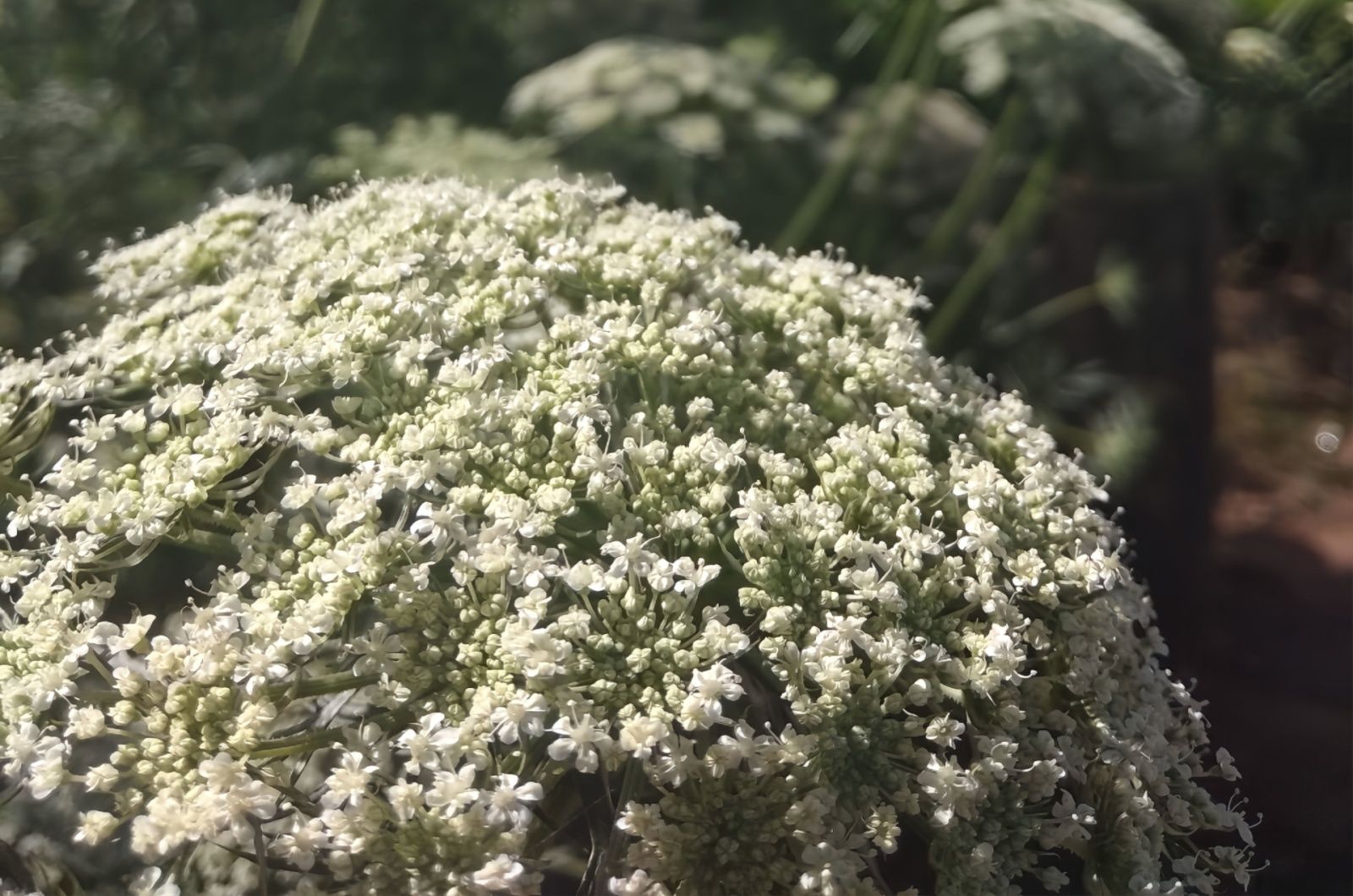 Queen Anne's Lace für königliche Eleganz