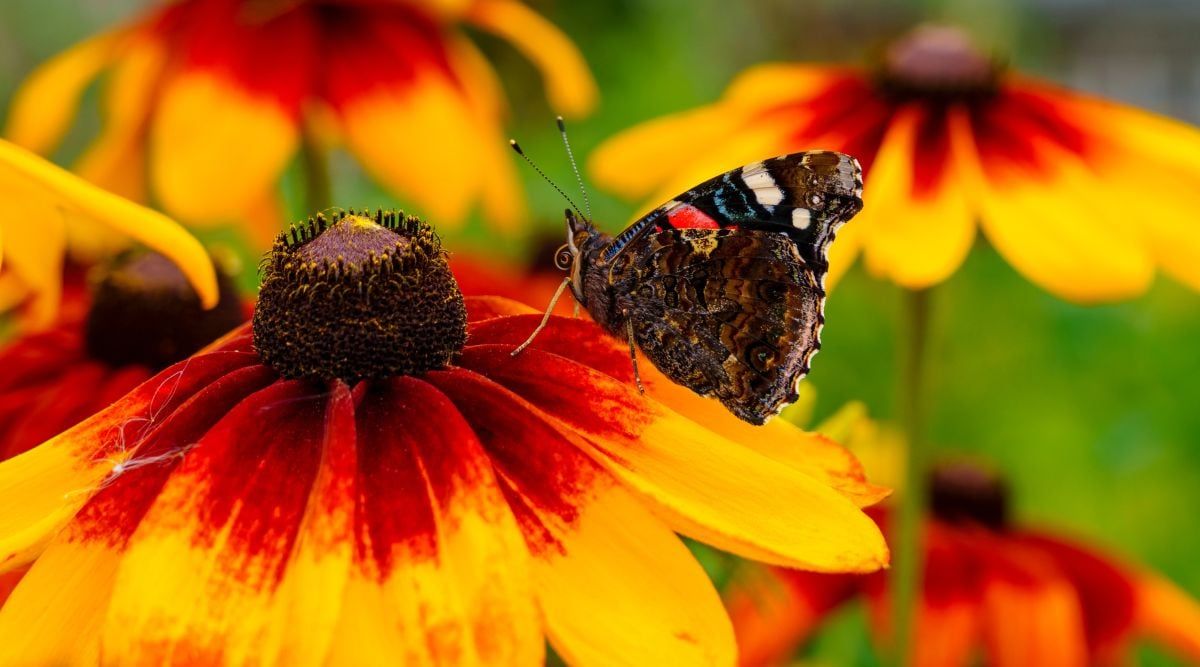 Rudbeckia