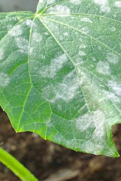 Schattige Bedingungen in deinem Garten können dir helfen, Krankheiten schnell zu verbreiten