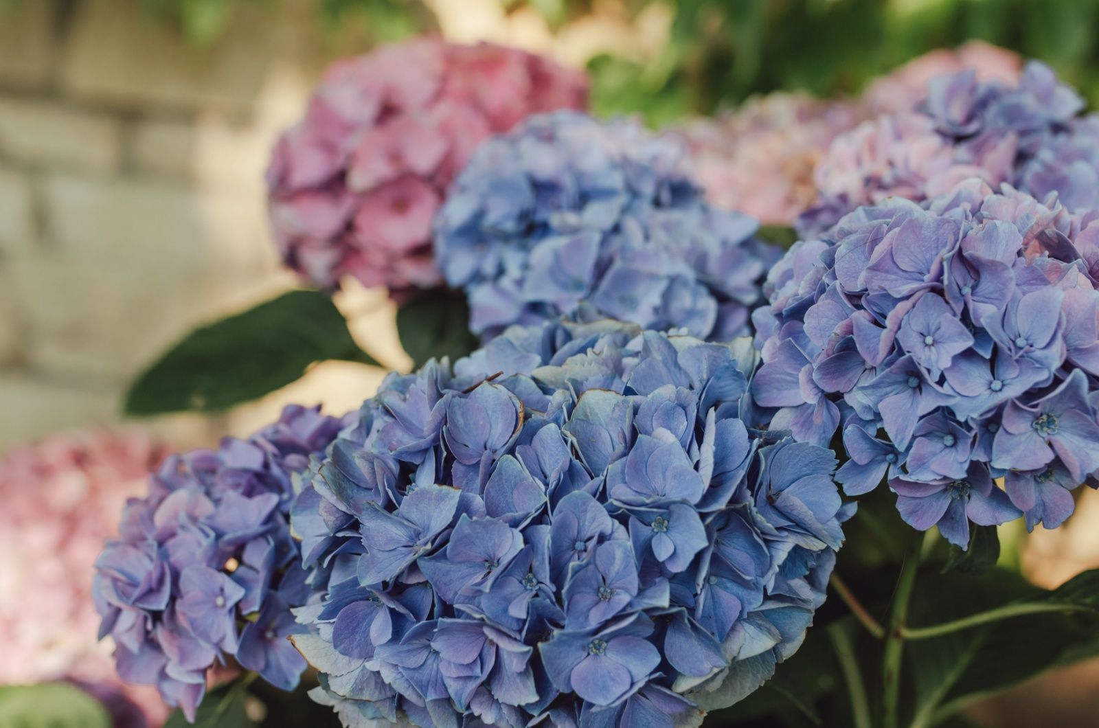 Schließe den Vertrag mit der Hortensie 'Candy Apple' ab