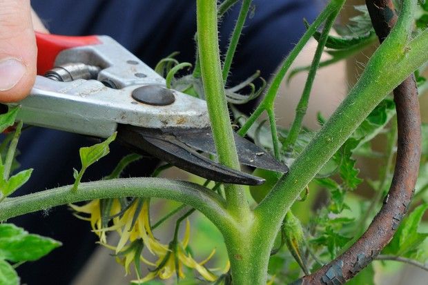 Tomatenpflanzen aus Stecklingen ziehen - Seitentriebe abtrennen