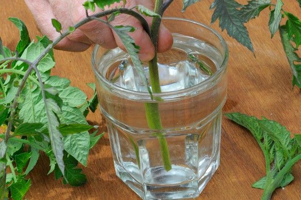 Tomatenpflanzen aus Stecklingen züchten - Stecklinge im Wasser