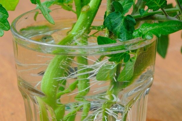 Wie man Tomatenpflanzen aus Stecklingen anbaut - bewurzelte Stecklinge