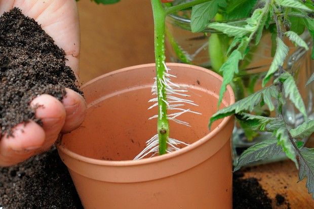 Wie man Tomatenpflanzen aus Stecklingen zieht - Einpflanzen der Stecklinge