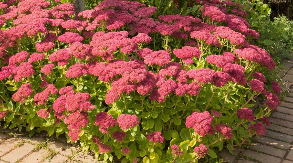 Sedum