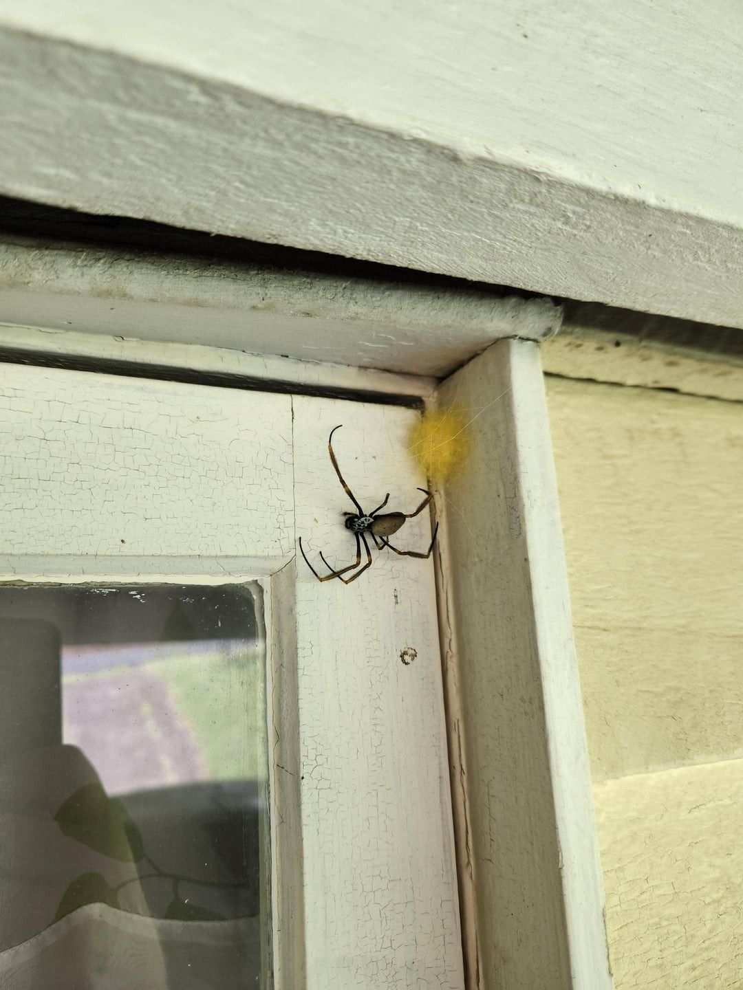 Sei vorsichtig, Spideys können durch das Fenster schleichen