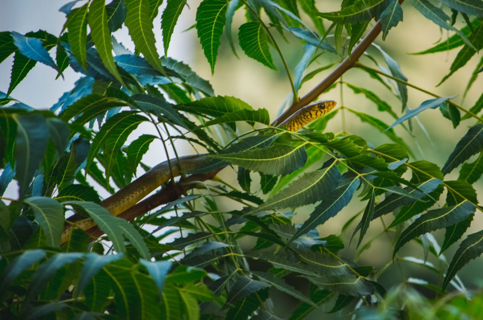 Sie verstecken sich aber auch gerne zwischen Kriechpflanzen und Ranken