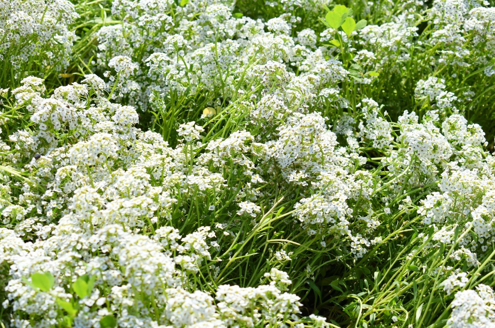 Sweet Alyssum flowers