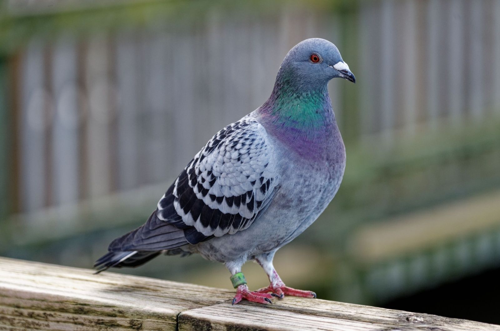 Tauben knabbern gerne an Kakerlaken