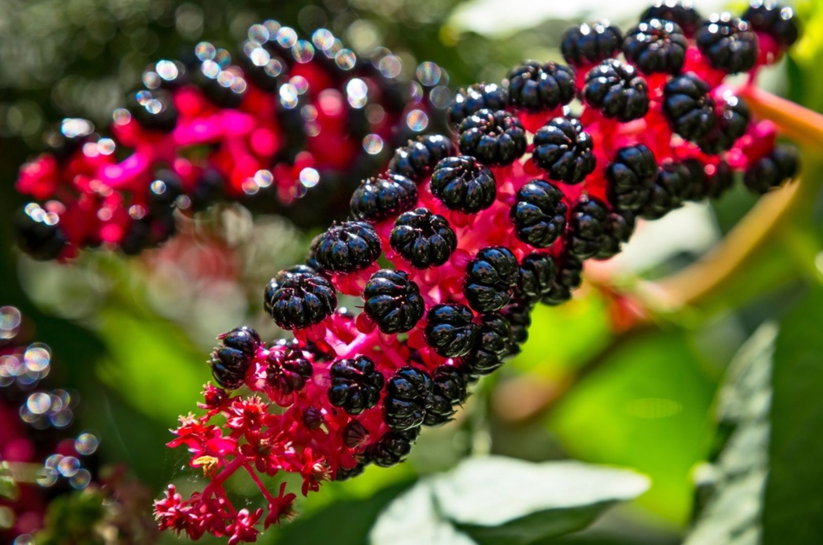 Toxische Wirkung von Pokeweed