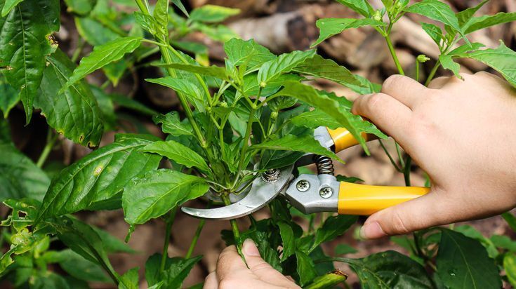 Verpasse deinen Blumen einen eleganten Haarschnitt