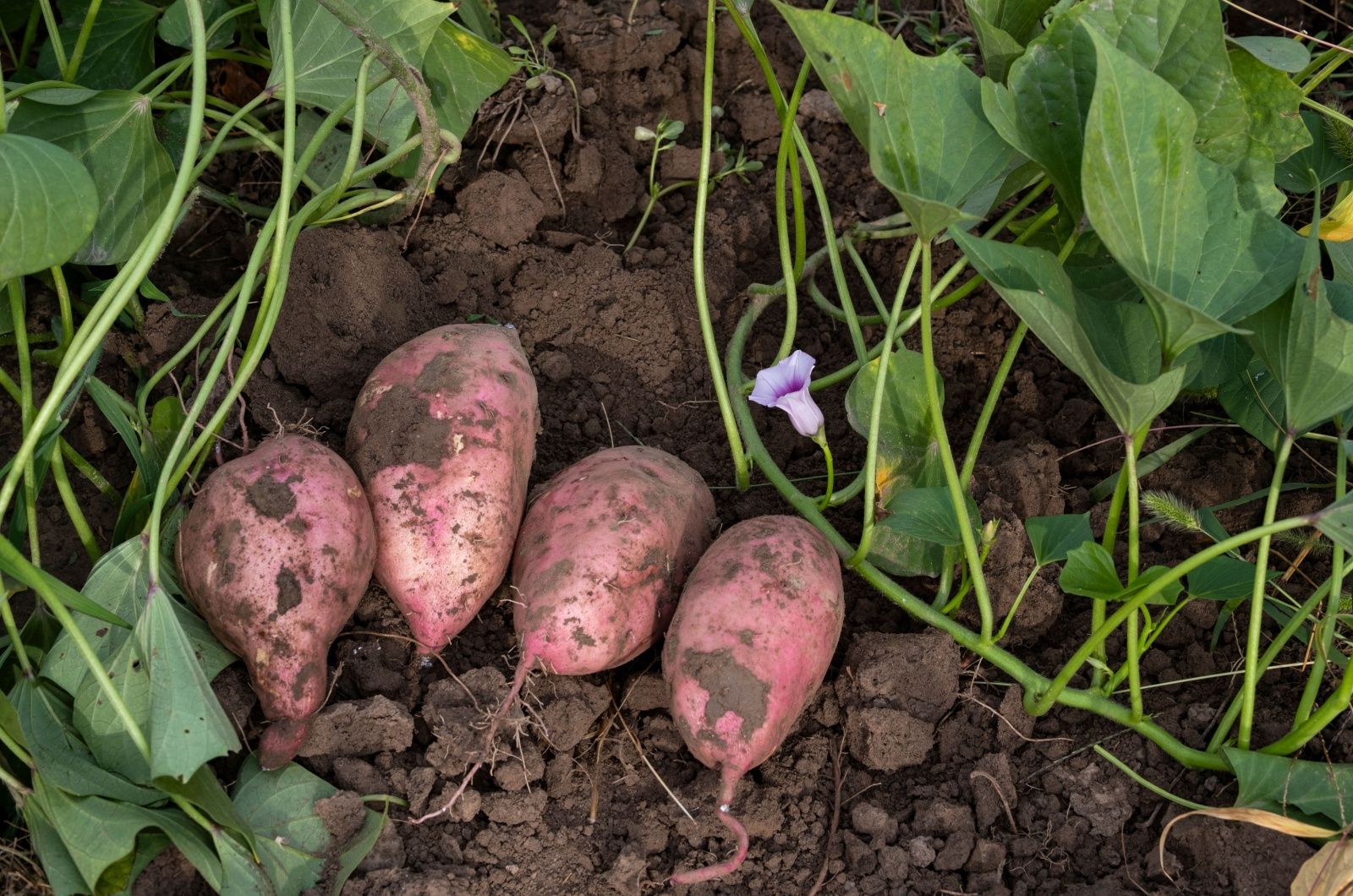 Viele schädliche Gartenschädlinge fressen gerne Süßkartoffeln