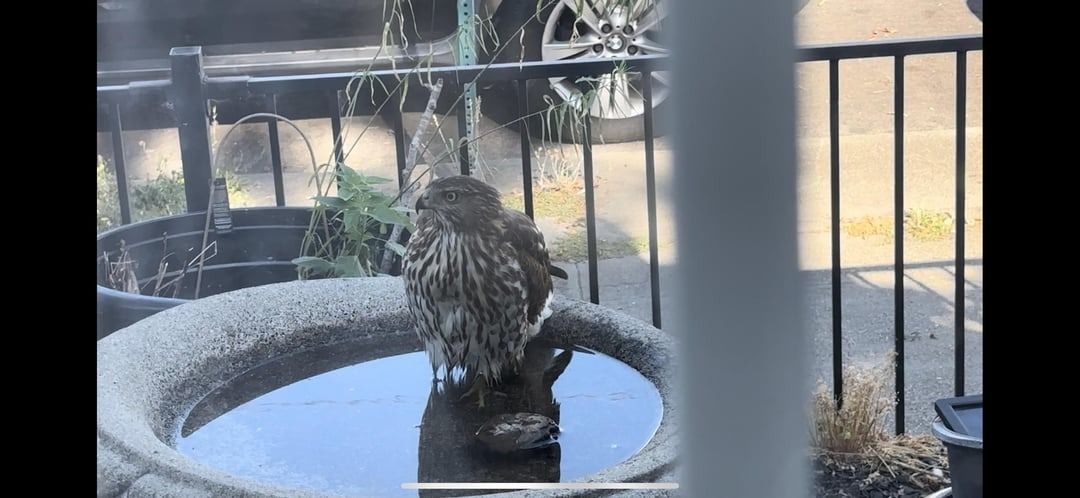 Vogeltränken vor dem Austrocknen schützen