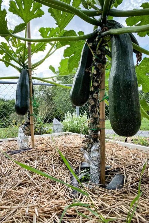 Vorteile des vertikalen Zucchini-Anbaus