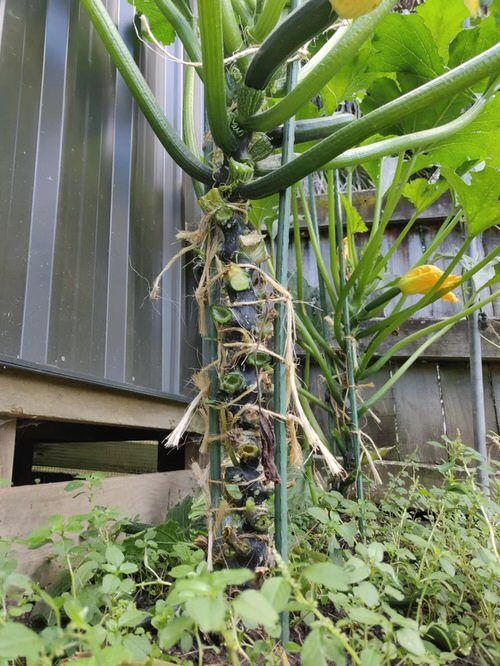 Warum solltest du Zucchini vertikal anbauen?