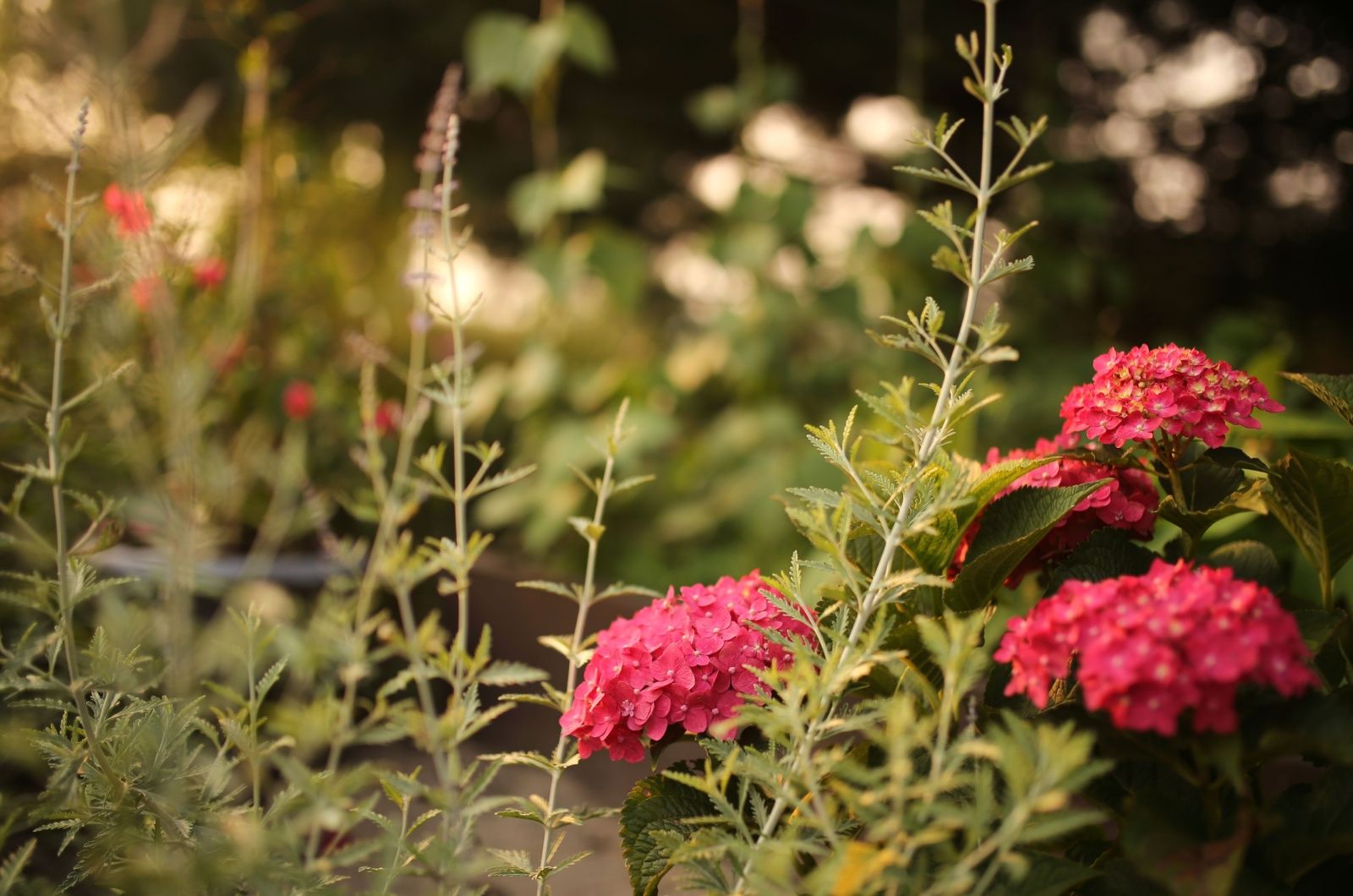 Warum verdient die Summer Crush einen Platz in deinem Garten?