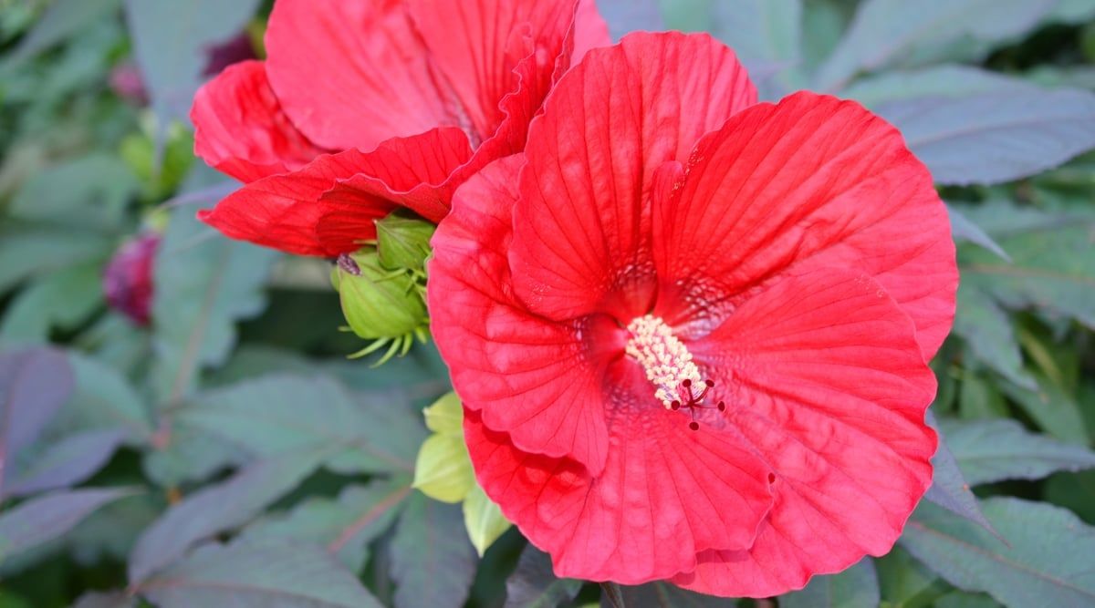 Widerstandsfähiger Hibiskus