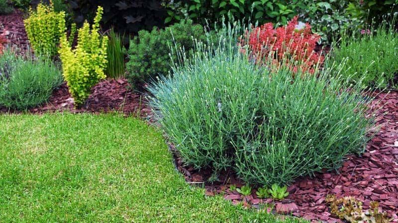 Wie oft Lavendel im Winter gegossen werden muss