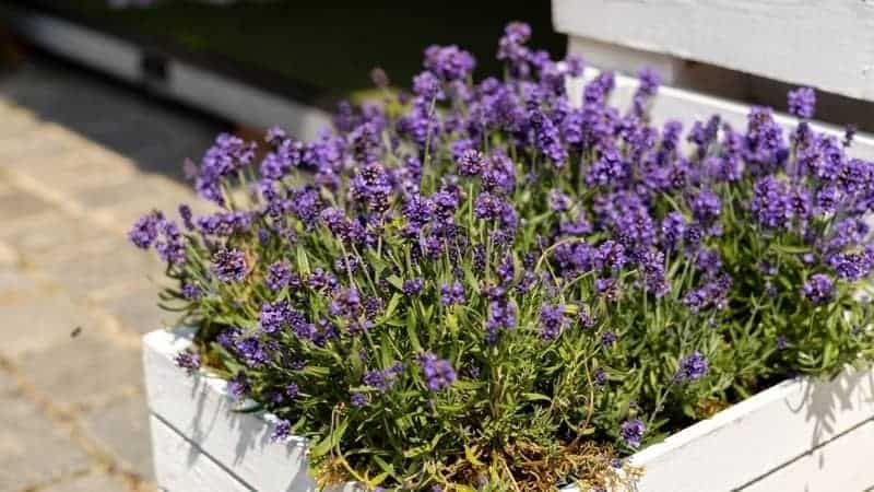 Wie oft du Lavendel im Frühjahr gießt