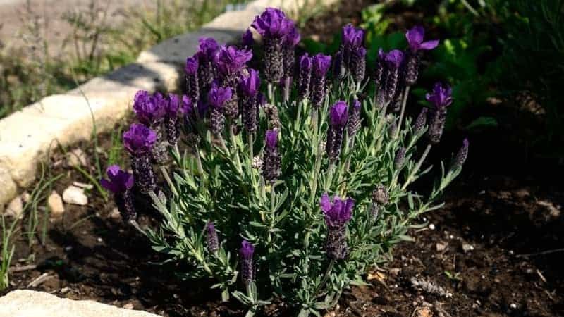 Wie oft gießt man französischen Lavendel (Lavandula dentata)?