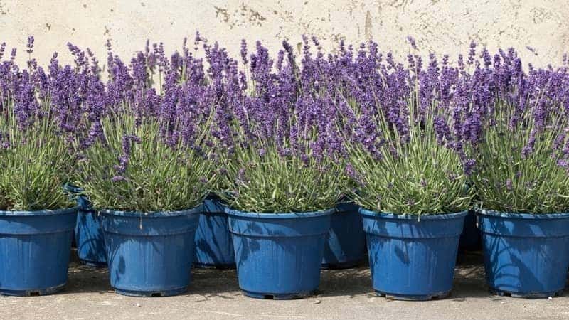 Wie oft man Lavendel im Topf gießen sollte