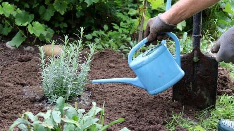 Wie oft sollte man den vermehrten Lavendel gießen?