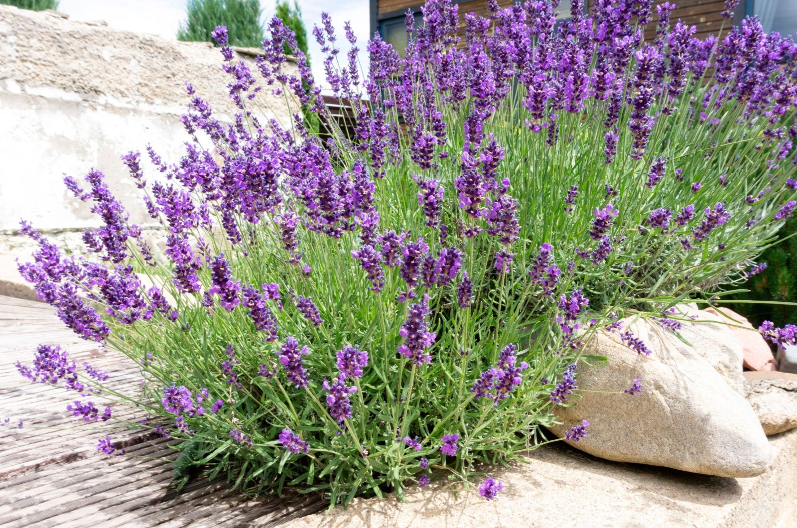 Winzige Lavendelblüten passen perfekt in deinen Garten