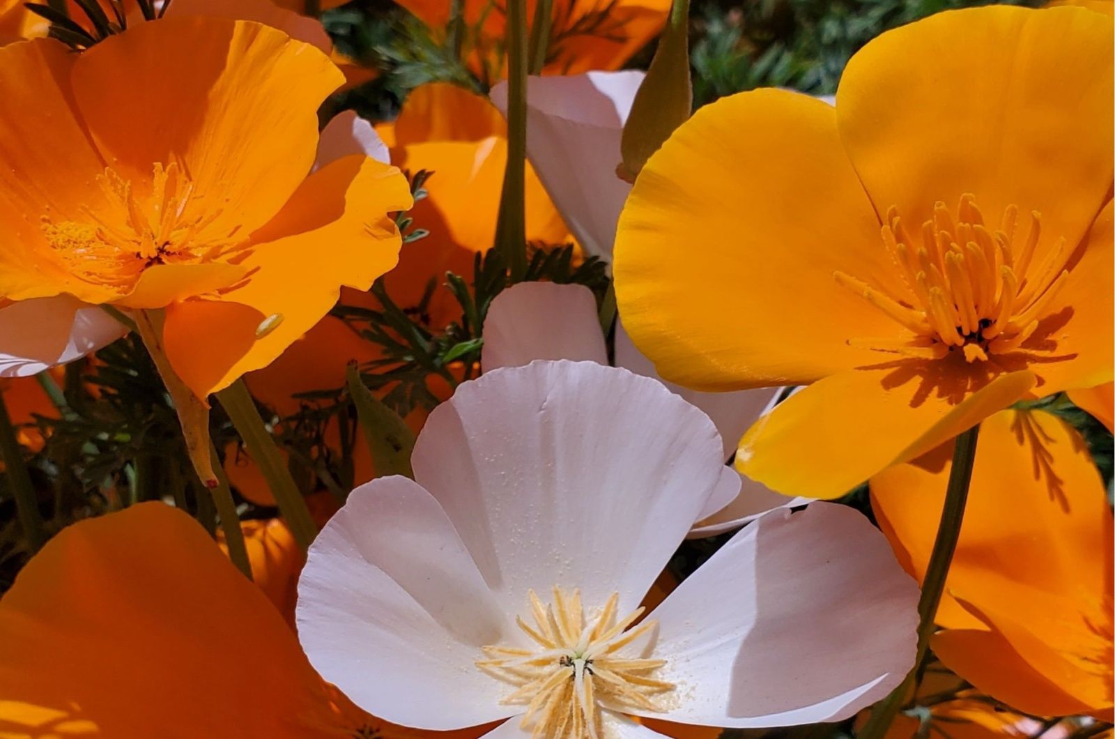 Würze die Dinge mit kalifornischem Mohn