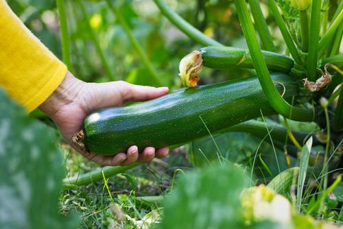 Zucchini ernten