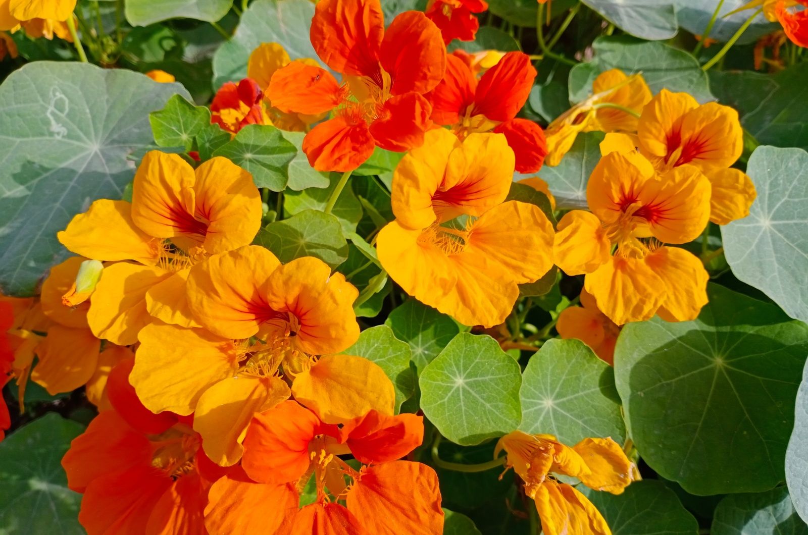 bright yellow and orange flowers