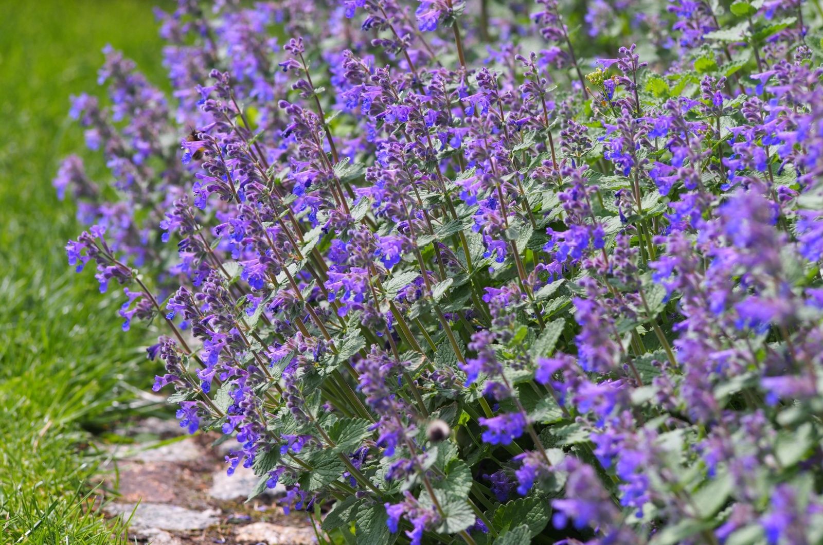 catnip in full bloom