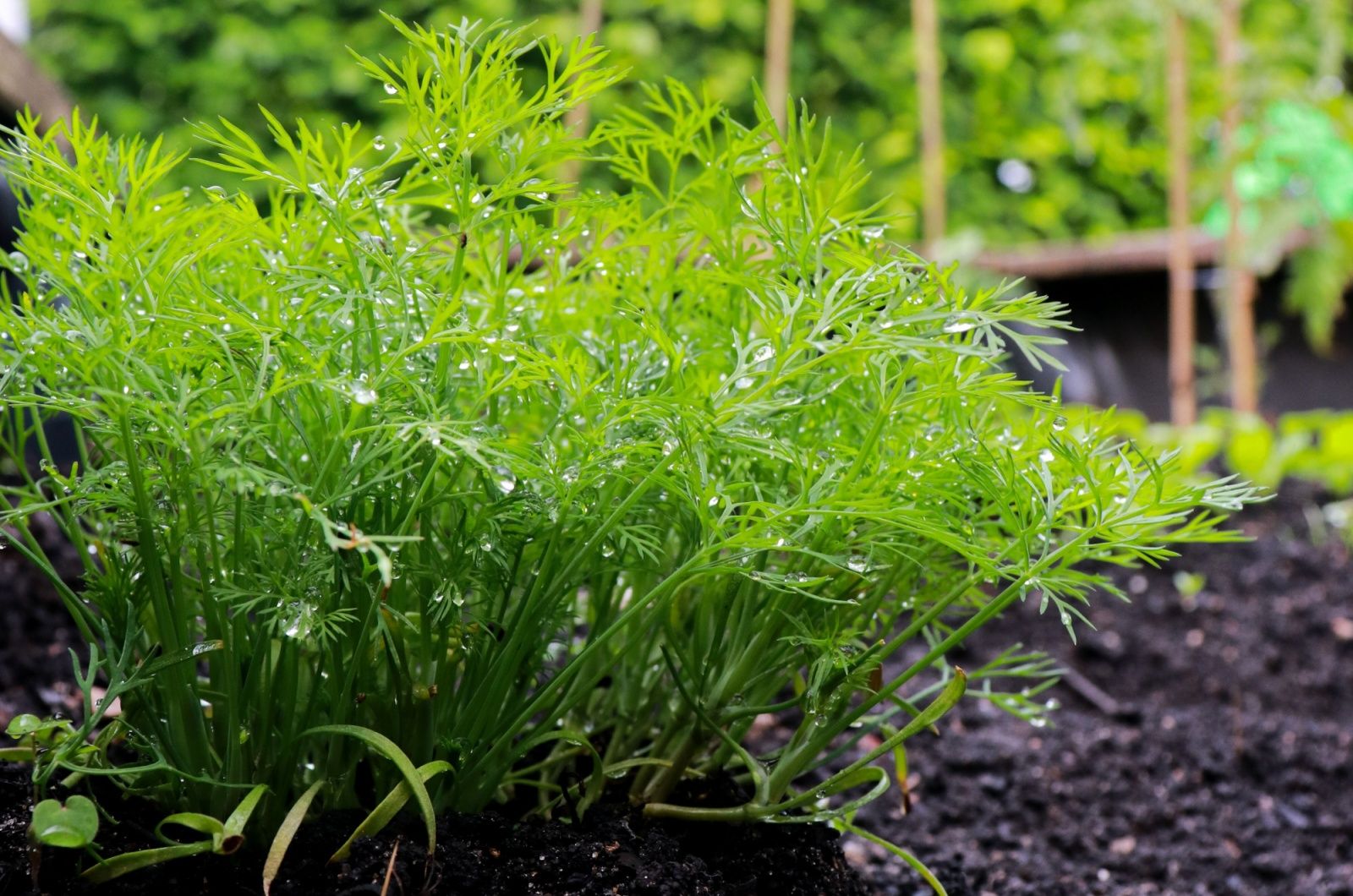 close up of fresh dill plant